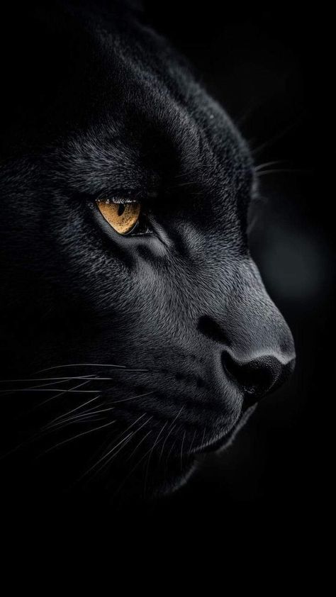 Panther Photography, Panther Aesthetic, Black Panther Animal, Black Jaguar Animal, Regard Animal, Jaguar Animal, Panther Tattoo, Amoled Wallpapers, Wild Animals Pictures