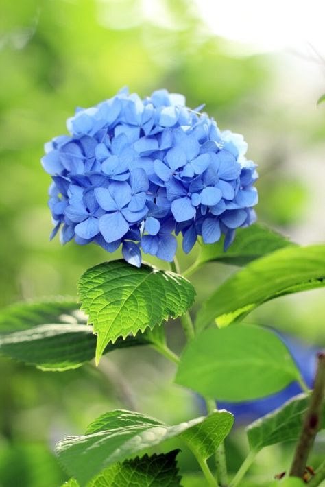 Sky Blue Flowers, Beautiful Blue Flowers, Blue Hydrangea Flowers, Peonies And Hydrangeas, Light Blue Flowers, Blue Garden, Pink Hydrangea, Flower Blue, At Noon