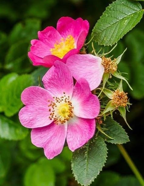 Wild Rose Photography, Rosa Rugosa Tattoo, Rosa Rugosa, Flower References, Flower Reference, Flowers To Paint, Rose Flower Pictures, Flowery Wallpaper, 강아지 그림