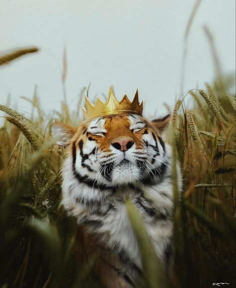 Evvi Art, Tiger Art, A Tiger, 귀여운 동물, Big Cats, Spirit Animal, Animal Kingdom, Animal Photography, Cat Art