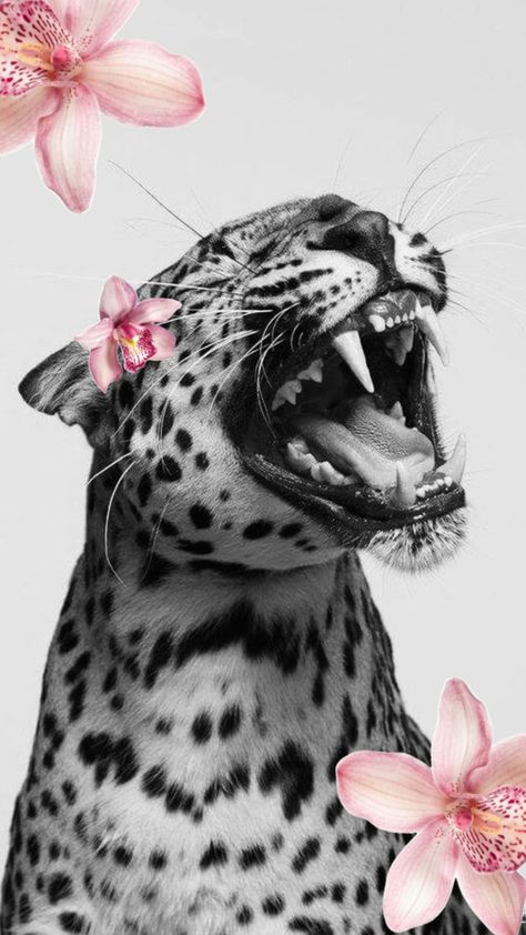 Tiger Wallpaper Iphone, Jaguar Pictures, Glamour Wallpaper, Cheetah Wallpaper, Rhinestone Designs Pattern, Tiger Wallpaper, Iphone Wallpaper Classy, Tiger Pictures, Volleyball Pictures