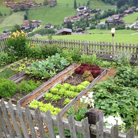 Country Garden Design, Dream Backyard Garden, Garden Layout Vegetable, Vegetable Garden Raised Beds, Herb Garden Design, Vegetable Garden Planning, Front Garden Design, Cottage Garden Design, Veg Garden