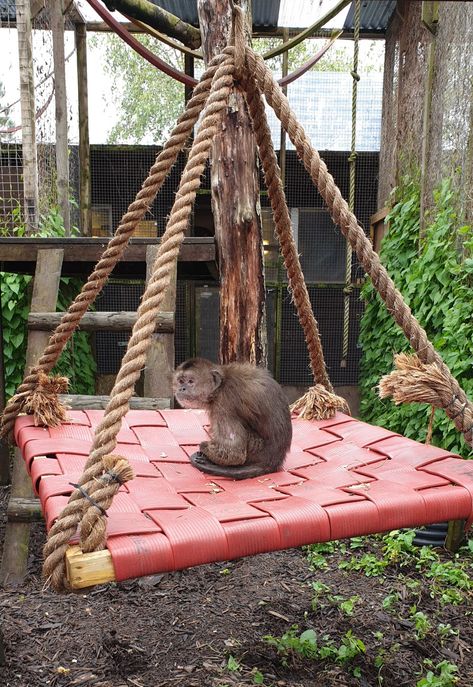 Fire Hose Enrichment, Fire Hose Animal Enrichment, Primate Enrichment Ideas, Lemur Habitat, Raptor Enrichment, Raccoon Enrichment, Monkey Enrichment, Monkey Enclosure, Primate Enrichment