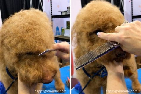 How to Trim a Goldendoodle Face: What This Dog Mom Learned from a Wahl® ELITE Groomer - Happy-Go-Doodle® Doodle Cuts, Gucci Pet, Labradoodle Grooming, Cooper Hair, Goldendoodle Haircuts, Red Goldendoodle, Grooming Dogs, Goldendoodle Grooming, Face Trimmer