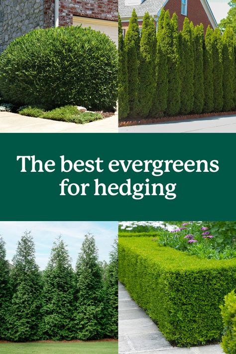 Add color and character to your landscape with an evergreen hedge. 🌲 Whether you choose the iconic Thuja Green Giant or one of our many Holly Trees, you'll have a fresh landscape and effortless green screening to block neighbors, noise and more, all year round. 

#Landscaping #Hedge Hedge Plants Landscaping Ideas, Holly Trees Landscaping, Hedge Landscaping Ideas, Year Round Landscaping, Hedges In Front Of House, Short Hedge, Evergreen Trees Landscaping, Front Yard Hedges, Hedges Landscaping