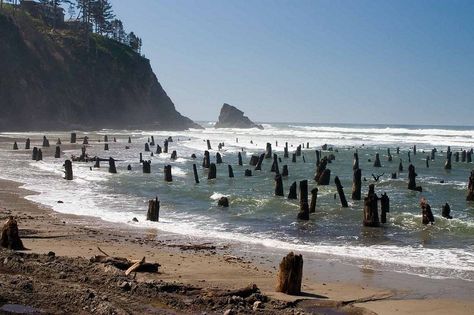 coastal town of Neskowin in Tillamook County, Oregon, United States, somewhere between Lincoln City and Pacific City, are the remains of an ancient Sitka spruce forest. For nearly 300 years, the stumps of the “ghost forest” had been hiding under the sand until they were unearthed in the winter of 1997-98, when a fierce storm lashed the Oregon Coast. The storm had eroded away a part of the beach revealing about one hundred barnacle-encrusted tree stumps. Ghost Forest, Tillamook State Forest Oregon, Bandon Beach Oregon, Forest Oregon, Spruce Forest, Indian Beach Oregon, Tide Pools Oregon Coast, Washington Coast, Oregon Trip