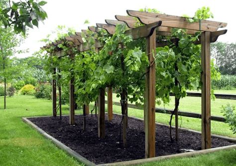 Check out How to Make Wine in Your Backyard | Winemaking Basics for Homesteading Beginners at https://homesteading.com/how-to-make-wine-at-home/ Backyard Vineyard, Bedroom Architecture, Grape Vine Trellis, Grape Trellis, Grape Arbor, Vine Trellis, Garden Vines, Garden Arbor, Garden Area