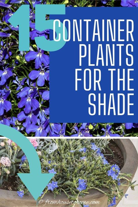 Shade Flowers For Pots, Container Gardening Design, Annuals For Shade, White Garden Design, Flowers For Pots, Blue Flowering Plants, Blue And White Garden, Plants For Containers, Gardening Tomatoes