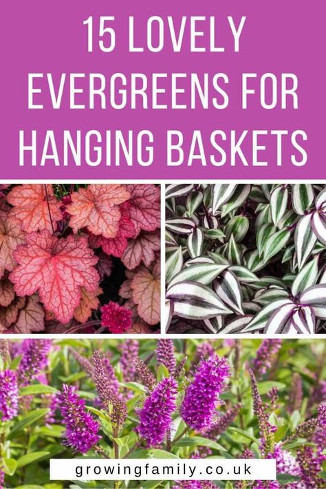 15 low maintenance evergreen plants for hanging baskets - Growing Family Perennial Hanging Baskets, Evergreen Ferns, Easy Gardening, Container Ideas, Hanging Display, Plants For Hanging Baskets, Winter Plants, Trailing Plants, Evergreen Plants