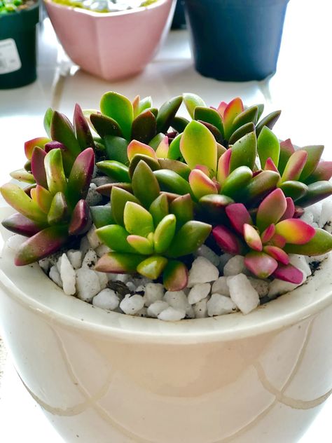 anacampseros telephiastrum "sunrise" / succulent from j's garden Teacup Succulent Garden, Succulents In Teacups, Sunburst Succulent, Sunrise Succulent, Hanging Plants Diy, Succulent Seeds, Succulent Garden Indoor, Star Cactus Succulent, Artificial Flowers And Plants