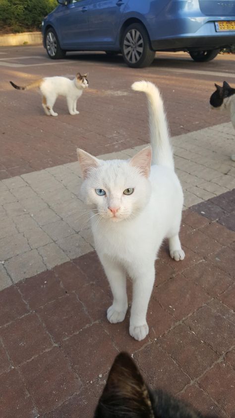 Found this beautiful stray cat near my apartment Stray Cat Aesthetic, Feline Drawing, Eyes Heterochromia, Peace In My Heart, Heterochromia Iridum, Trending Summer Nails, Cat Story, Stray Animals, Ballet Technique