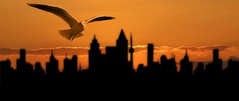 Banner, Header, Gull, Bird, City Bird Photos, Free Bird, Bird Silhouette, Bird Photo, Quality Images, High Quality Images, Royalty Free, High Quality, Quick Saves