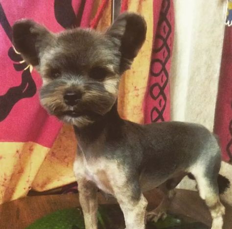 59 Best Yorkie Haircuts for Males and Females - The Paws Yorkie Haircut Short, Yorkie Short Haircut, Short Yorkie Haircut, Black Yorkie Poo, Yorkie Teddy Bear Cut, Yorkie Cut, Black Yorkie, Yorkie Puppy Cut, Yorkie Puppy Haircuts