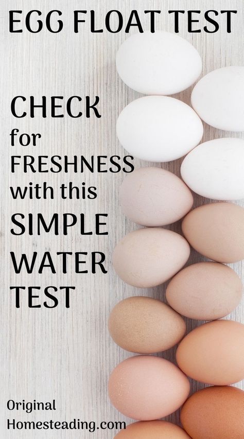 Wondering if an egg is safe to eat? Check out how to do the simple egg float test to determine freshness. This is a super fast way to check! Check Eggs For Freshness, Egg Test For Freshness, Egg Float Test, Creative Egg Recipes, Egg Test, Floating Eggs, Rotten Egg, Fresh Egg, Homestead Kitchen