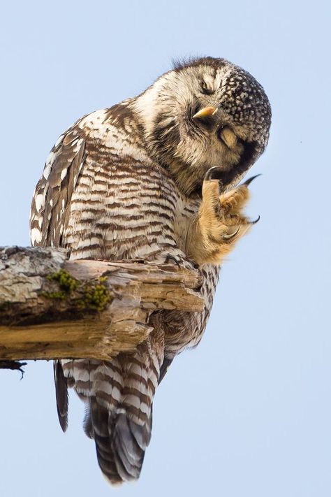 Hawk Owl, Owl Pics, Awesome Owls, Funny Owls, Owl Photos, Owl Pictures, Beautiful Owl, Airbrush Art, Owl Bird