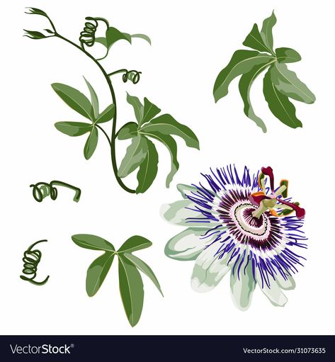 Passion Fruit Flower Illustration, Passion Flower Painting, Passion Flower Tattoo, Passionfruit Flower, Passion Fruit Flower, Flower With Leaves, Passion Vine, Bedroom Mural, Botanical Sketchbook