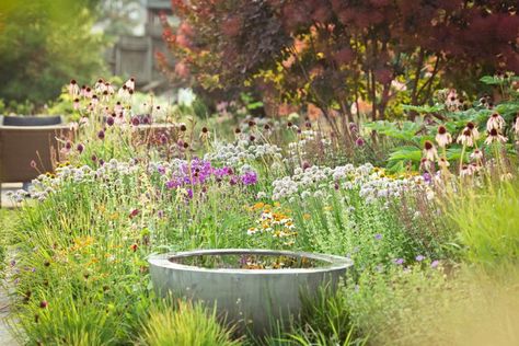 How to Create a Beautiful Pollinator Garden That Supports Butterflies and Bees Pollinator Garden Design, Butterfly Garden Plants, Native Plant Gardening, Gardening Trends, Bee Garden, Wildlife Gardening, Pollinator Garden, Beneficial Insects, Garden Pests