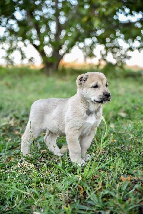 ARMENIAN GAMPR 1 Months  Vagharsh Gasparyan Armenian Gampr Dog, Belgian Laekenois, Bohemian Shepherd, German Longhaired Pointer, Singing Dog, Brazilian Terrier, Portuguese Podengo, Greenland Dog, Central Asian Shepherd