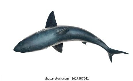 Shark From Above, Shark Board, References Animals, Thresher Shark, Shark Tattoos, Tattoo Reference, Blue Shark, Animal Anatomy, Hand Tattoos For Guys