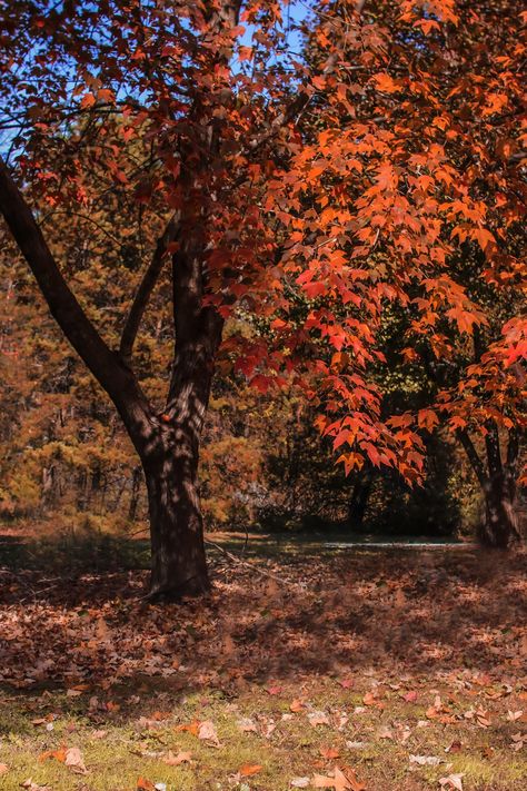 A beautiful fall background to photoshop any subject. Romanticize Fall, Autumn Nostalgia, Fall Series, Autumn School, Autumn Dark, Fall Begins, Fall Trees, Fall Tree, Autumn Magic