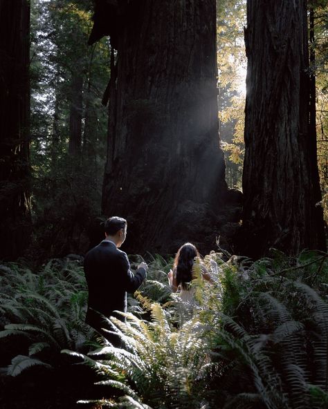 Got CJ & Lina’s gallery delivered and couldn’t be happier with the outcome!! Dreamy Twilight inspired photos just in time for fall😍😍 truly a magical experience 🥰 . . . . . #redwoods #redwoodsshoot #redwoodshoot #redwoodsengagement #jedidiahsmithstatepark #twilightengagement #norcalengagement #forestengagement #redwoods #redwoodforest #redwoodstatepark #california #californiaengagement #cinematicengagement #editorialengagement #editorialforest Twilight Inspired Engagement Photos, Twilight Inspired Photoshoot, Redwood Engagement Photos, Twilight Engagement Photos, Twilight Aesthetic Wedding, Twilight Photoshoot, Inspired Photos, Twilight Wedding, Twilight Aesthetic