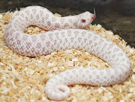 Snow Hognose Snake, Western Hognose, Western Hognose Snake, Rosy Boa, Bearded Dragon Terrarium, Pet Snakes, Danger Noodles, Snake Turtle, Hognose Snake