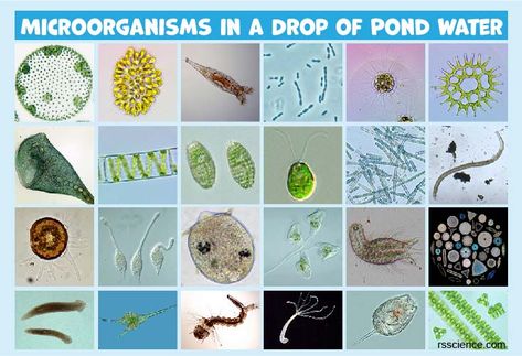 Microscopic Organisms in a Drop of Pond Water Plant Cell Structure, Curriculum Writing, Plant Tissue Culture, Blog Post Checklist, Biological Science, Onion Skin, Microscopic Organisms, Microscopic Photography, Under A Microscope