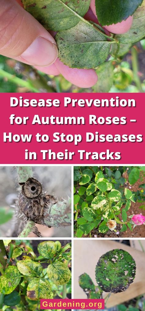 Disease Prevention for Autumn Roses – How to Stop Diseases in Their Tracks Rose Rosette Disease, Rose Diseases Leaves, Rosette Disease, Rose Diseases, Autumn Roses, Rose Fertilizer, Spring Rose, Soaker Hose, Autumn Rose