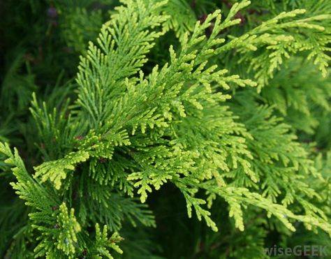 Thuja Orientalis, Arbor Vitae, Yard Trees, Coniferous Trees, Arborvitae Tree, Garden Hedges, Conifer Trees, Succulents Plants, Tree Leaves