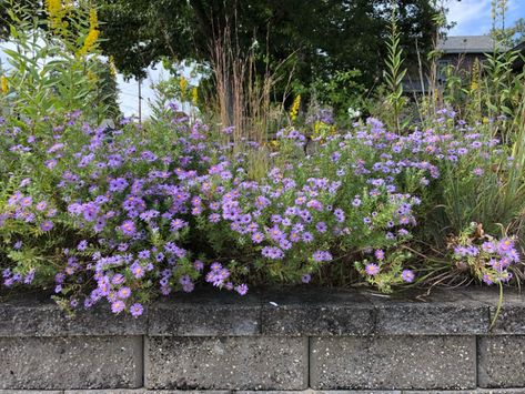 Aromatic Aster, Native Plant Gardening, Purple Daisy, Plant Tags, Native Garden, Herbaceous Perennials, Attract Butterflies, Late Fall, Fresh Cut Flowers