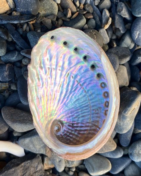 Mermaid Core Decor, Sea Treasure Aesthetic, Shells Asethic, Meeshell Mermaid Aesthetic, Handmade Ocean-inspired Shell, Iridescent Shell, Ocean-inspired Abalone Shell For Beach, Siren Mermaid, Snail Shell