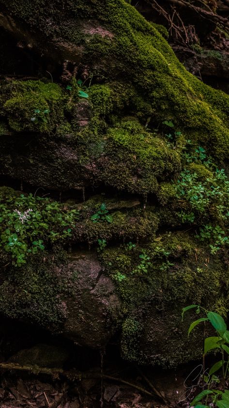 Mossy Rocks, Earth Texture, Stair Art, Mammoth Cave National Park, Plant Study, Mammoth Cave, Rock Aesthetic, Landscape Photography Nature, Garden Studio