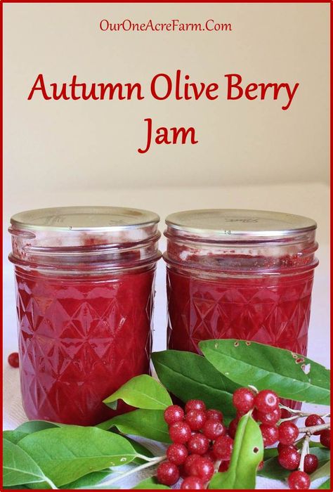 Autumn Olive Jam and Why You Should Make It | Fruit Sauces, Preserving Recipes, Autumn Olive, Foraging Recipes, Homestead Life, Edible Wild Plants, Olive Recipes, Foraged Food, Berry Jam