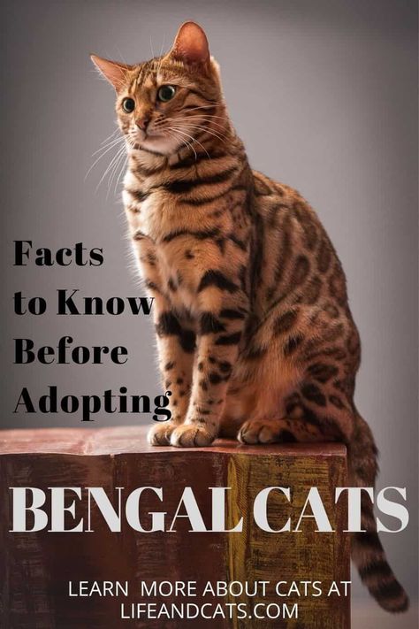 Cat Breeding, Bengal Cat Personality, Bengal Cat Breeders, Asian Leopard Cat, Cat Personalities, Leopard Cat, Kitten Care, Cat Travel, Cat Behavior