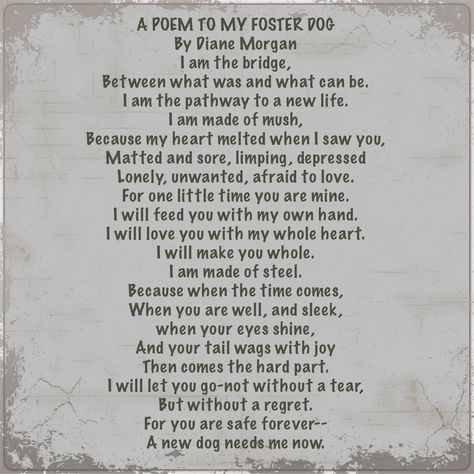 A Poem to my Foster Dog Foster Dog Quotes, Rescue Dog Quotes, Animal Rescue Quotes, Rescue Quotes, Best Dog Quotes, Dog Photography Poses, Dogs Quotes, Foster Puppies, Dog Mom Quotes