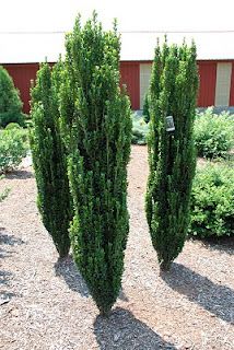 Sky Pencil Japanese Holly Pencil Boxwood Landscaping, Tall Boxwood, Pencil Cypress Trees, Emerald Colonnade Holly, Sky Pencil Holly Privacy Hedge, Leland Cypress Privacy, Tall Narrow Privacy Hedge, Sky Pencil Holly, Boxwood Landscaping