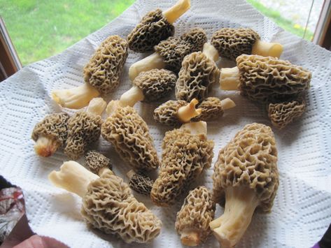 12 Tips for Finding More Morel Mushrooms This Spring Morrell Mushrooms, Mushroom Types, Lizard Brain, Morel Recipes, Morel Mushroom Recipes, Mushrooms Wild, Morel Mushroom Hunting, Mushroom Foraging, Morel Mushrooms