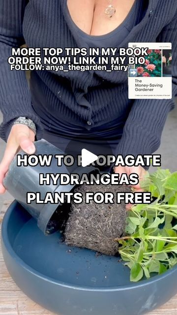 Rooting Hydrangea Cuttings, Propagating Hydrangeas, Strawberry Hydrangea, Plant Tips, Hydrangea Bush, Hydrangea Care, Growing Hydrangeas, Plant Help, Hydrangea Garden