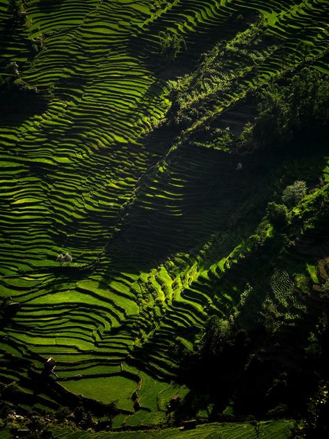 China Culture, Yunnan China, Eric Lafforgue, Rice Field, Rice Fields, Kunming, Rice Terraces, Story Setting, Asian Eyes