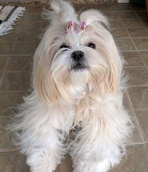 Lasha Apso Dogs, Lhasa Apso Dogs, Lasa Apso, Love Your Pet Day, Dog Grandma, Dog Hotel, Dog Haircuts, Dog Cuts, Shih Tzu Puppy