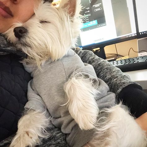 Milo the Westie on Instagram: “Always down for some mom cuddles. Always 😍😍 #humpday #westie #midweek #westiegram #westiesofinstagram #dogsofnyc #dogsofinstagram” Westie Aesthetic, West Terrier, Puppy Mom, Westie Dog, Cutee Animals, Westie Puppies, Wild Animals Pictures, Westie Dogs, Puppies And Kitties