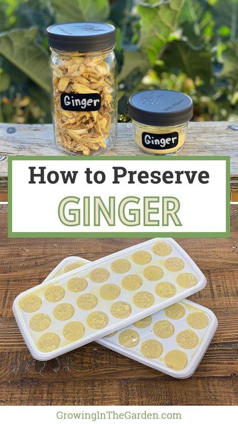 Want to know how to preserve ginger? Discover easy and effective methods for storing ginger to keep it fresh and flavorful. How To Preserve Fresh Ginger Root, Ways To Use Ginger Root, Preserve Ginger Root, Preserving Fresh Ginger, How To Preserve Ginger Root, How To Preserve Ginger, Preserving Ginger Root, How To Preserve Grapefruit, How To Store Fresh Ginger