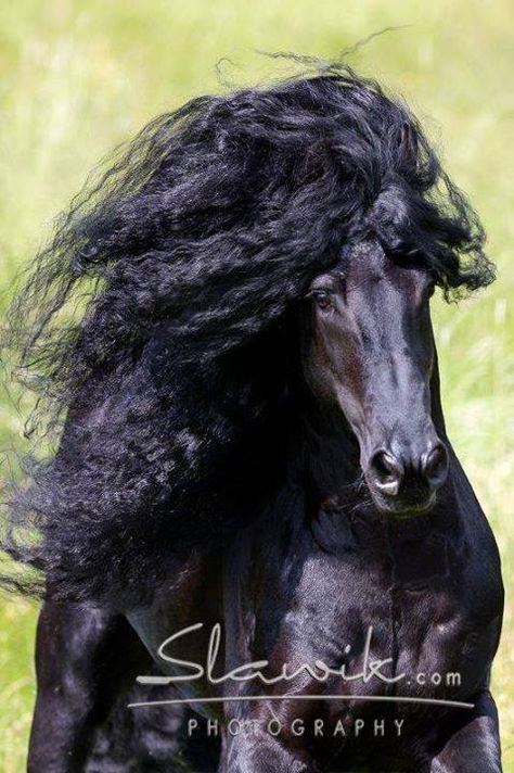 Friesian Friesen Horses, Black Friesian Horse, Friesian Stallion, Majestic Horses, Beautiful Horses Photography, Andalusian Horse, Black Horses, Friesian Horse, Work Horses