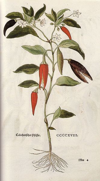 Cayenne Pepper Plant Tattoo, Cayenne Pepper Growing, Turmeric Plant Illustration, Sara Midda, Pepper Botanical Illustration, Chilli Botanical Illustration, Chili Pepper Plant, Hot Peppers Plants, Chilli Plant