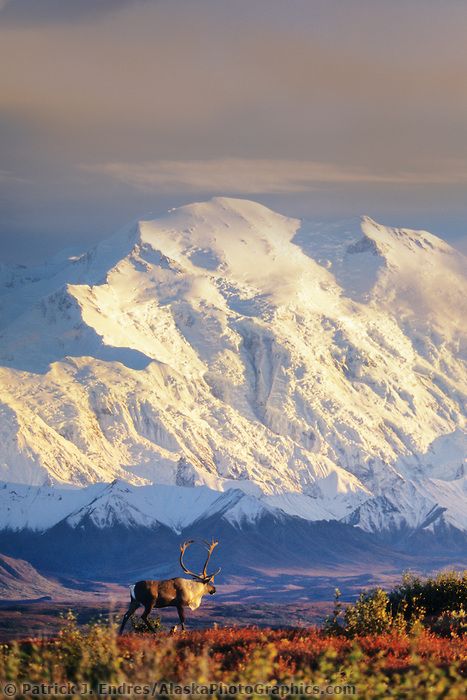 DIGITAL COMPOSITE: (Sky and clouds added ) Bull caribou walks in front of the North face of Mount McKinley, (Denali), Denali National Park, Alaska. Alaska Wildlife, Mule Deer, Denali National Park, Wildlife Photos, Alaska Travel, Beautiful Places In The World, Places Around The World, Adventure Time, Beautiful Landscapes