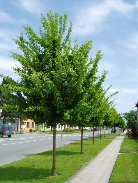 Acer Trees, Streetscape Design, Urban Tree, Perennial Vegetables, Shady Tree, Street Trees, Plant Spacing, Bonsai Plants, Deciduous Trees