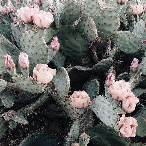 Pretty blush blooms and prickly cactus. Such a gorgeous colour palette. Plants Are Friends, Deco Nature, Agaves, Pink Petals, Cactus Y Suculentas, Pretty Plants, Cactus Flower, Cactus And Succulents, Desert Rose