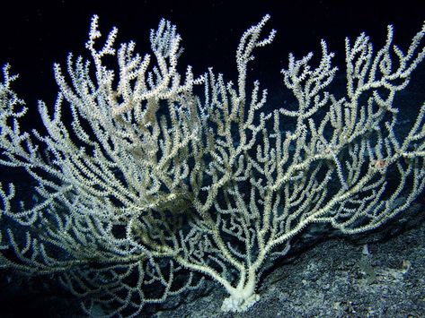 Coral Reef Ecosystem, Ocean Acidification, Brain Coral, Fan Coral, White Fan, Sea Illustration, Sea Plants, Sea Sponge, People Standing Together