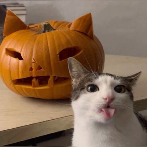 Fall Reaction Pics, Funny Halloween Profile Pics, Halloween Reaction Pics, Funny Halloween Pfp, Meme Pumpkin, Pluto Projector, Halloween Profile Pics, Cat Celebrating, Cheezburger Cat