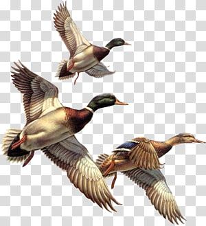 Duck Flying, Ducks Flying, Dog Pond, Pekin Duck, Fly Drawing, Duck Tattoos, Deer Artwork, Duck Illustration, Mallard Ducks